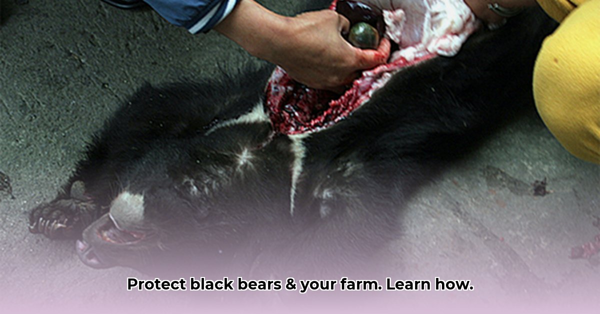 black-bear-conservation-methods